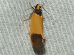 Merocroca automima