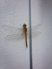 Pantala flavescens