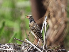 Anthus australis