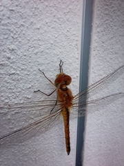 Pantala flavescens