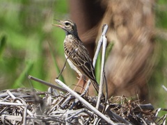 Anthus australis