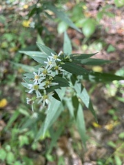 Doellingeria umbellata