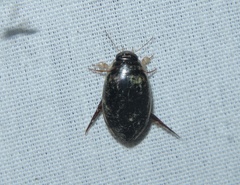 Thermonectus basillaris basillaris