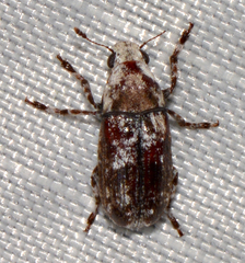 Euparius marmoreus