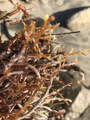 Jellyella tuberculata