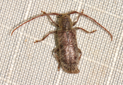 Eupogonius pauper