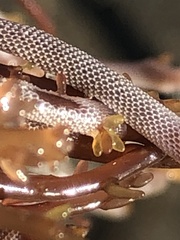 Jellyella tuberculata