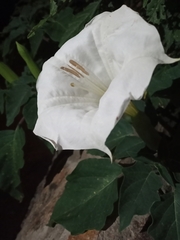 Datura wrightii