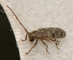 Eupogonius pauper