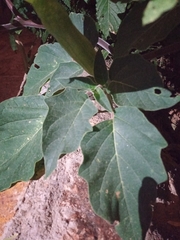 Datura wrightii