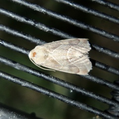 Schinia trifascia