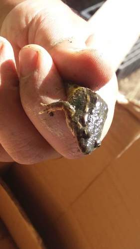 Discoglossus galganoi