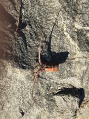 Panulirus interruptus