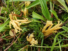 Clavulinopsis corniculata