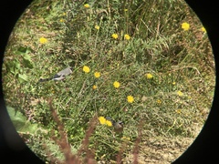 Pyrrhula owstoni