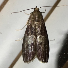 Euzophera ostricolorella