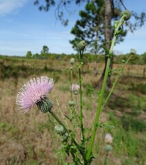 Cirsium nuttallii