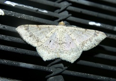 Psamatodes abydata