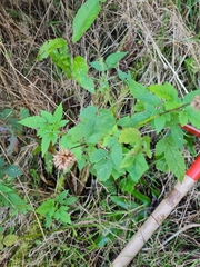 Cedronella canariensis