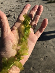 Ulva taeniata