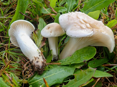 Cuphophyllus pratensis pallidus
