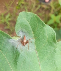 Hamadruas hieroglyphica