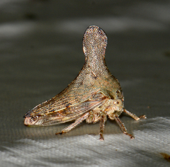 Glossonotus acuminatus