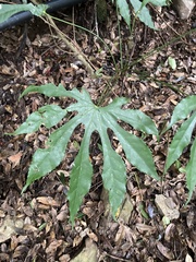 Fatsia polycarpa