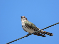 Chrysococcyx basalis