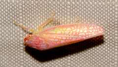 Gyponana gladia