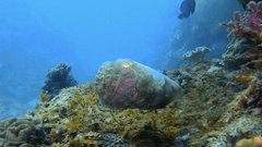 Sepia latimanus