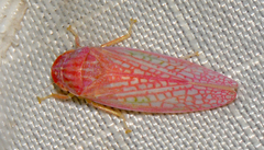 Gyponana gladia