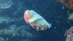 Sepia latimanus