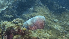 Sepia latimanus
