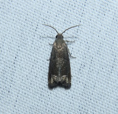 Epiblema strenuana