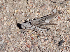 Trimerotropis thalassica