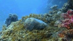 Sepia latimanus