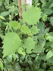Urtica thunbergiana