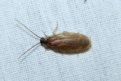 Compsodes schwarzi