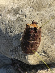 Panulirus interruptus