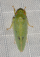 Gyponana