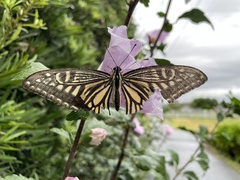 Papilio xuthus