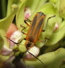 Chauliognathus marginatus