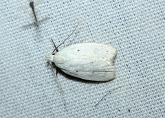 Inga cretacea