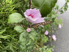 Papilio xuthus