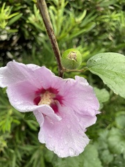 Hibiscus syriacus