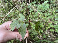 Geranium wilfordii