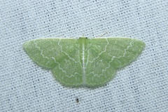 Synchlora frondaria