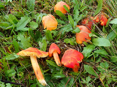 Hygrocybe intermedia