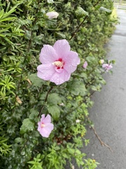 Hibiscus syriacus